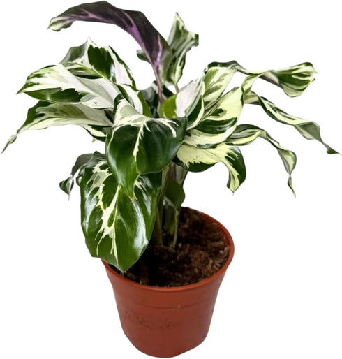 CoollectivePlants Calathea Stella Live Indoor Plant in 6 Grower Pot, Easy Care