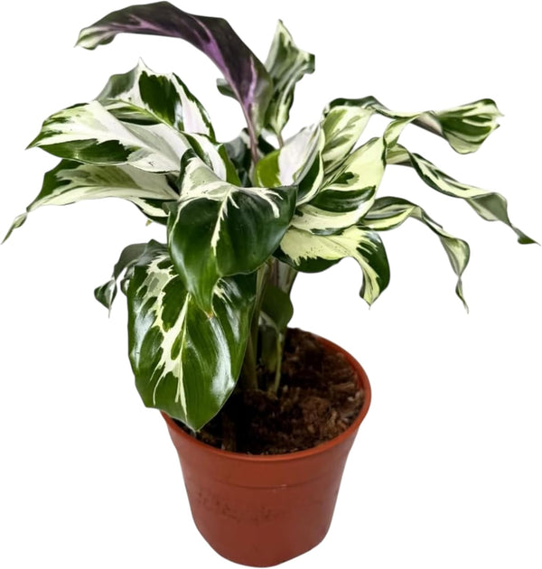 CoollectivePlants Calathea Stella Live Indoor Plant in 6 Grower Pot, Easy Care