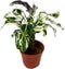 CoollectivePlants Calathea Stella Live Indoor Plant in 6 Grower Pot, Easy Care