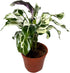 CoollectivePlants Calathea Stella Live Indoor Plant in 6 Grower Pot, Easy Care
