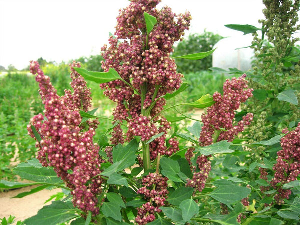seedsforbrains 100 Organic Cocoa Cherry Quinoa Grain Chenopodium Quinoa Red & Brown Seeds