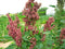 seedsforbrains 100 Organic Cocoa Cherry Quinoa Grain Chenopodium Quinoa Red & Brown Seeds