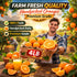 Generic 4 lb, Navel Oranges Sweet Seedless Citrus Fruit, Easy Peel Fresh Juicy Oranges, Healthy Fresh Fruit