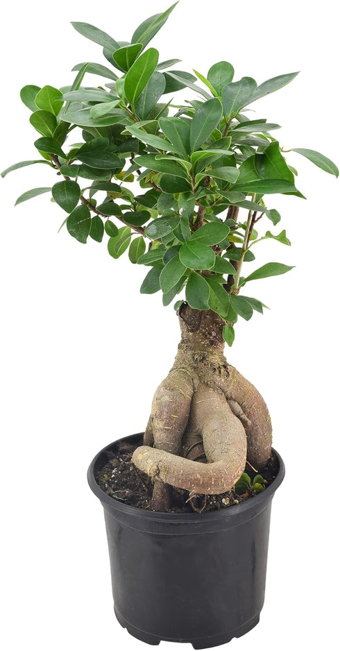 Arcadia Garden Products LV62 6 6 Inch, Ginseng Ficus Live Indoor Bonsai Plant in in. Plastic Grower Pot, Green *Sold By