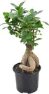 Arcadia Garden Products LV62 6 6 Inch, Ginseng Ficus Live Indoor Bonsai Plant in in. Plastic Grower Pot, Green *Sold By
