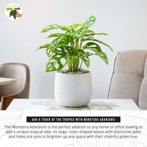 4" California Tropicals Monstera Adansonii Real Live Indoor Houseplants - Big Low Light Tropical Plant for Air