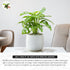 4" California Tropicals Monstera Adansonii Real Live Indoor Houseplants - Big Low Light Tropical Plant for Air