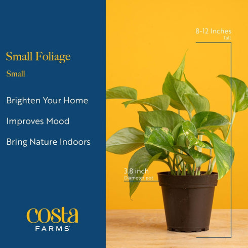 (3-Pack), Costa Farms Live Indoor House Plants Hand Selected Easy to Maintain Indoor Assorted Houseplants in Plant