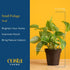 (6-Pack), Costa Farms Live Indoor House Plants Hand Selected Easy to Maintain Indoor Assorted Houseplants, Curated Air