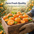 Generic 3 lb Fresh Clementines Mandarin Oranges, Bag Sweet, Seedless & Easy Peel Citrus Fruit