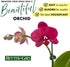 19 Better-GRO Hanging Kokedama with Phalaenopsis Orchid Indoor/Outdoor Planter- Pink