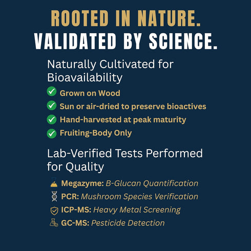 Immunity 1,750mg KSM-66 Monkey Brew Rise & Focus USDA Organic Mushroom Coffee | Boosts Focus, Energy, & Mood |