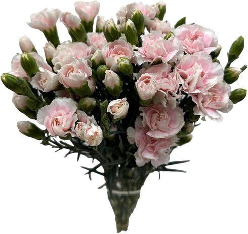 19 10 Stems Fresh Cut Mini Pink Spray Carnations Stems Multiple Blooms Per Stem Vibrant Pink Petite Flowers for Home