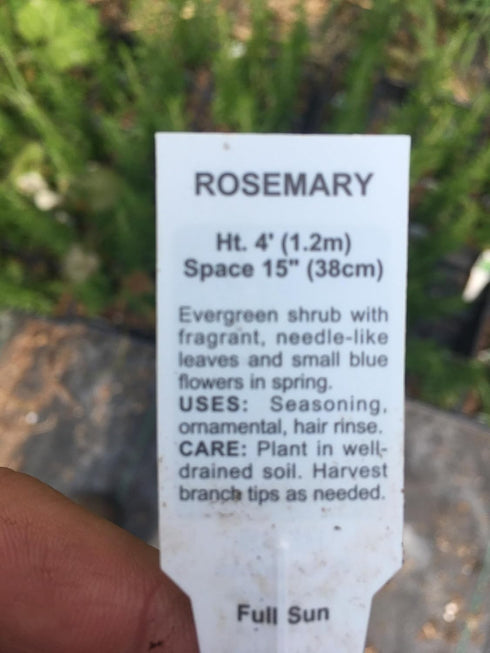 4 inch (5 Count) Rosemary Plants Spice Island in Cups