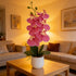 16" Summer Ashland Pink Orchid in Ceramic Pot, Home Decor