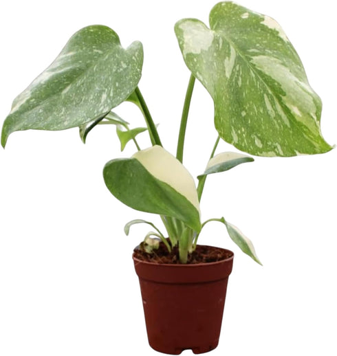 CoollectivePlants Monstera Thai Constellation Live Indoor Plant in 2 Grower Pot, Variegated