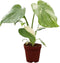 CoollectivePlants Monstera Thai Constellation Live Indoor Plant in 2 Grower Pot, Variegated
