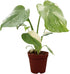 CoollectivePlants Monstera Thai Constellation Live Indoor Plant in 2 Grower Pot, Variegated