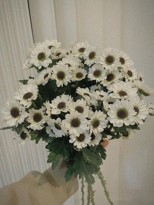 19 Stems Fresh Panda Bicolor Daisies Flowers Well Maintained Long Blooming Hydroponic Flower Arrangement Gift for Home