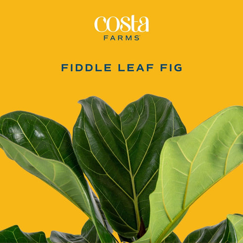 12-18 Inches Costa Farms Baby Fiddle Leaf Fig Live Plant in Decorative Pot, Indoor Houseplant, Perfect for Home, Room