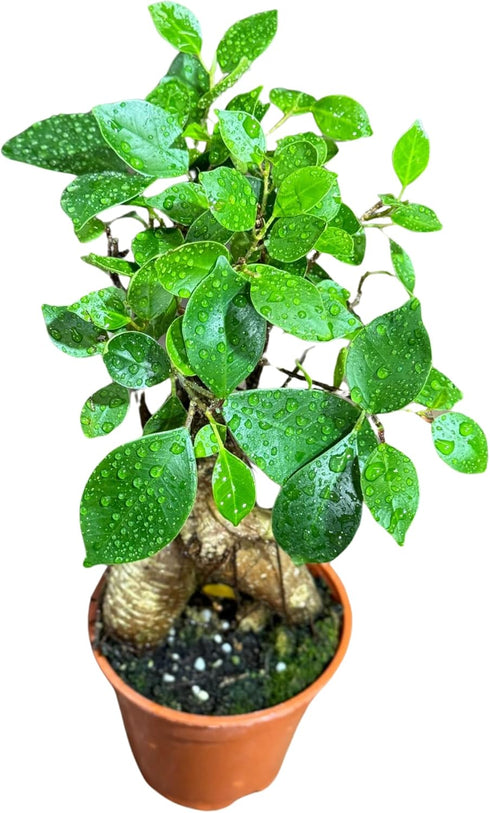 Generic PLANTVERS Bonsai Ginseng in 4" Grow Pot Ficus Macrocarpa Bonsaificus Live Indoor