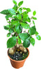 Generic PLANTVERS Bonsai Ginseng in 4" Grow Pot Ficus Macrocarpa Bonsaificus Live Indoor