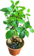 Generic PLANTVERS Bonsai Ginseng in 4" Grow Pot Ficus Macrocarpa Bonsaificus Live Indoor