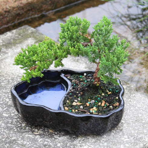 3 6-8 Inches Brussel's Bonsai - Live Green Mound Juniper Bonsai Tree in Zen Reflections Pot, Outdoor Bonsai Tree Live