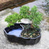 3 6-8 Inches Brussel's Bonsai - Live Green Mound Juniper Bonsai Tree in Zen Reflections Pot, Outdoor Bonsai Tree Live