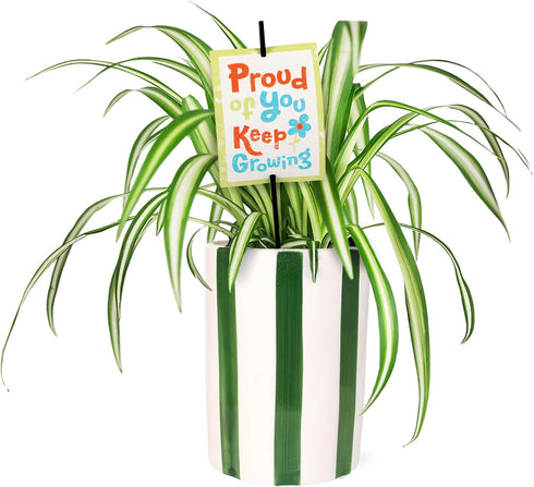 Green Circle Growers 5" Spider Plant in Hollywood Green Planter, Live Plant