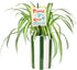 Green Circle Growers 5" Spider Plant in Hollywood Green Planter, Live Plant