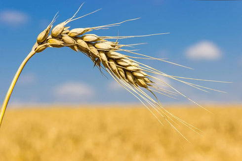 8 Food to Live Unbleached White Fine Pastry Flour, Pounds Stone Ground from Soft White Whole Wheat Berries, Finely