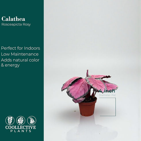 4" CoollectivePlants Calathea Rosceapicta Rosy | Live Indoor Houseplant in Pot, Easy Care, Low Light Tolerant, Stunning