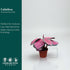 4" CoollectivePlants Calathea Rosceapicta Rosy | Live Indoor Houseplant in Pot, Easy Care, Low Light Tolerant, Stunning