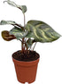 Calathea Makayona Live Plant in 2" Growers Pot Easy Care Indoor Houseplant,
