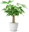 Live Plants Money Tree in 4" White Plastic Pot, Easy to Grow