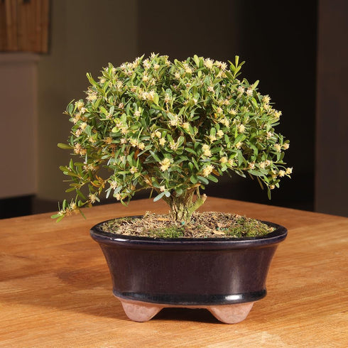 3 6" 8" Brussel's Live Harland Boxwood Outdoor Bonsai Tree - Years Old; to Tall with Decorative Container