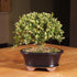 3 6" 8" Brussel's Live Harland Boxwood Outdoor Bonsai Tree - Years Old; to Tall with Decorative Container