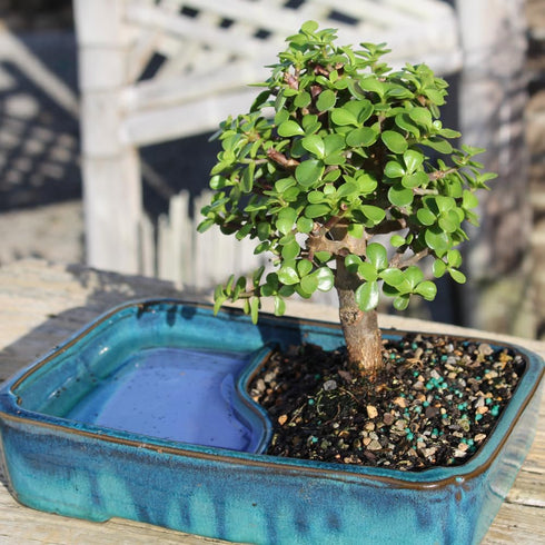 4 8 12 Inches Brussel's Bonsai Live Dwarf Jade Bonsai Tree, Indoor - Medium, Years Old, to Tall - Jade Tree