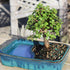 4 8 12 Inches Brussel's Bonsai Live Dwarf Jade Bonsai Tree, Indoor - Medium, Years Old, to Tall - Jade Tree