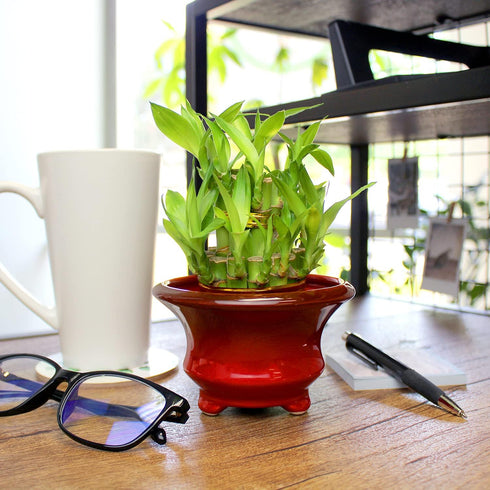 NW Wholesaler - Live Indoor Lucky Bamboo Two Tier Tower, Indoor House Plant, Bamboo Stalks for Good Luck, Fortune, Feng