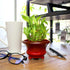 NW Wholesaler - Live Indoor Lucky Bamboo Two Tier Tower, Indoor House Plant, Bamboo Stalks for Good Luck, Fortune, Feng