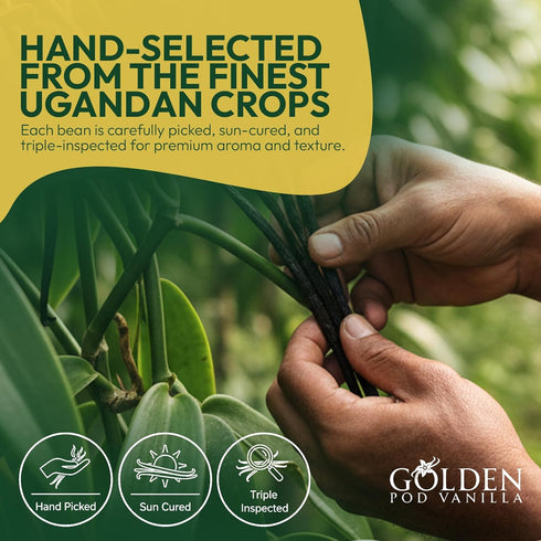 15 Count Golden Pod Vanilla Beans | Gourmet Grade A Whole Vanilla Pods | Fresh, Moist & Aromatic Beans for Homemade