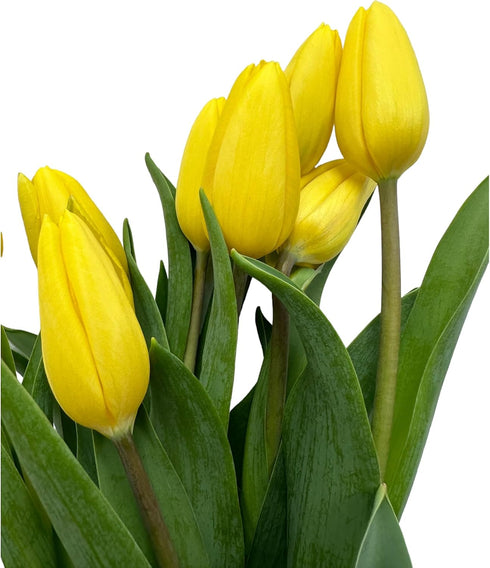 20 Next day delivery Yellow Tulips Fresh Cut Flowers Wheat Field Bouquet Gifts for home decoration birthdays friendship