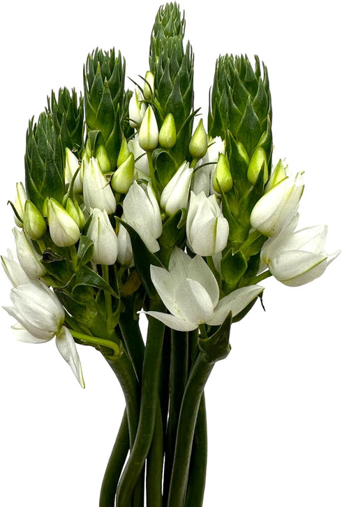 20 WANGBINYU Stems Ornithogalum Fresh Cut Flowers Blooms of Star of Bethlehem Bouquet Prime Delivery LA FLOWER MARKET