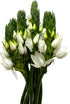 20 WANGBINYU Stems Ornithogalum Fresh Cut Flowers Blooms of Star of Bethlehem Bouquet Prime Delivery LA FLOWER MARKET