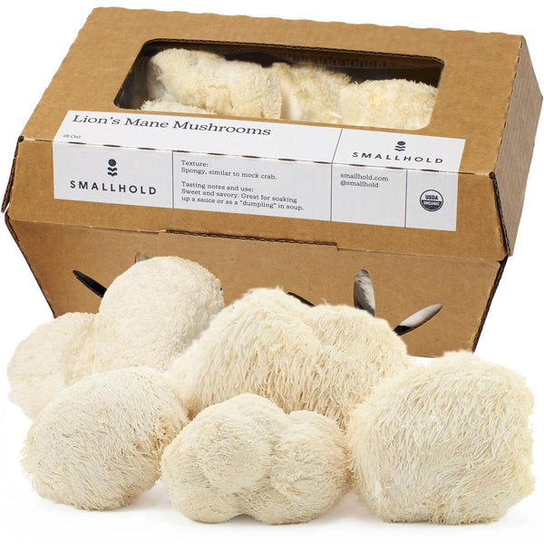 Smallhold Fresh Organic Lions Mane Mushroom 8oz | Locally Grown Gourmet Mushroom |