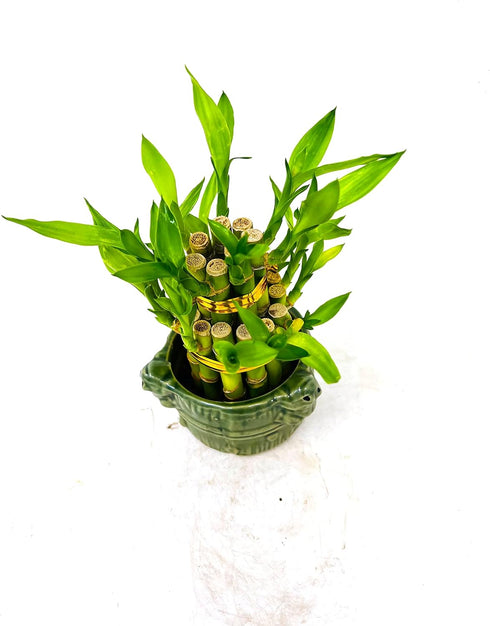 JM BAMBOO 3'' Two-Tiered Lucky Bamboo Arrangement 'Frogs Decor Vase'