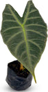 LEAL PLANTS ECUADOR Alocasia Longiloba Silver|Stunning Amazonian Elephant Ear Plant | African