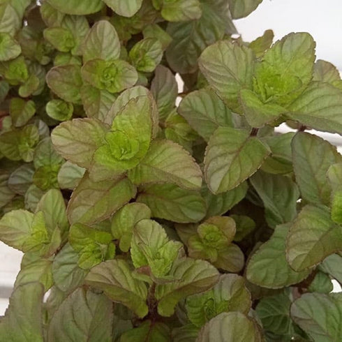 Sets 2 3.5" 5-9" TANKDA Live Mint Plants Herb in Pot, Fresh Orange Mint for Indoor Outdoor Growing, Spring Planting